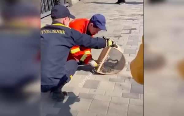 В Днепре дюжина змей "посетили" ресторан