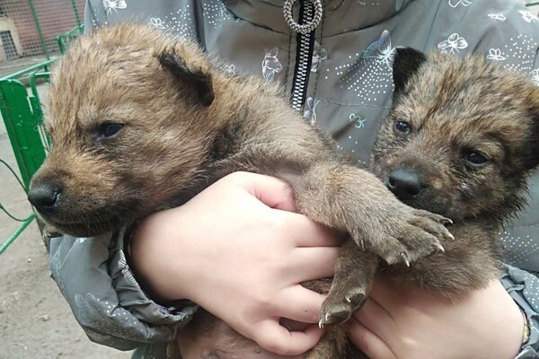 В Одесском зоопарке родились пять волчат: от них отказалась мама