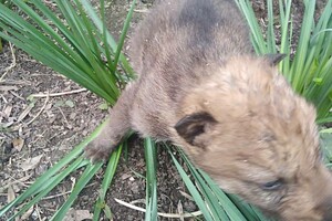 В Одесском зоопарке родились пять волчат: от них отказалась мама