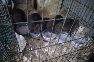 В Одесском зоопарке родились пять волчат: от них отказалась мама