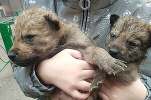 В Одесском зоопарке родились пять волчат: от них отказалась мама