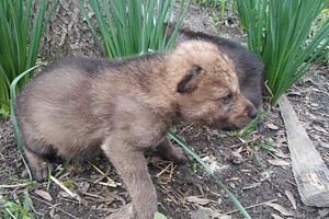 В Одесском зоопарке родились пять волчат: от них отказалась мама