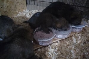 В Одесском зоопарке родились пять волчат: от них отказалась мама