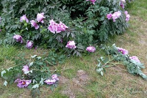 Обнаглели: в Одесском ботаническом саду вандалы вытоптали и поломали цветы