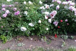 Обнаглели: в Одесском ботаническом саду вандалы вытоптали и поломали цветы