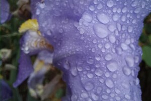 С ливнями и радугой: смотри, как одесситы встретили дождливое лето