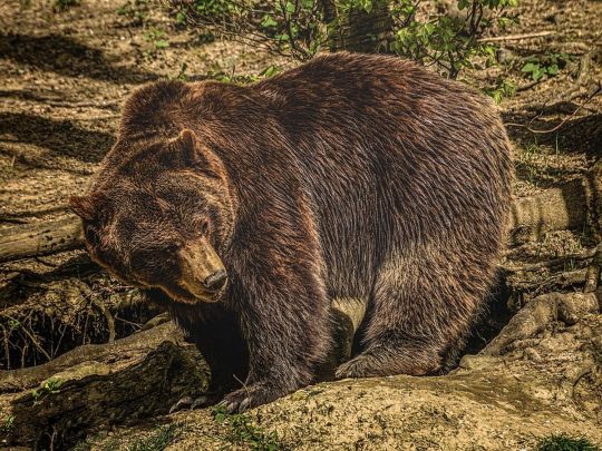 Ведмідь-людожер напав на групу туристів у Росії, є жертви