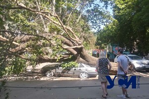 На Черемушках рухнула старая шелковица: она раздавила припаркованные авто