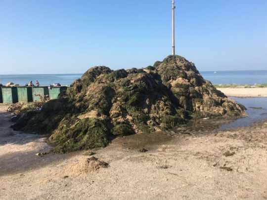 Вигрібають тоннами: в Бердянську у курортників нова проблема