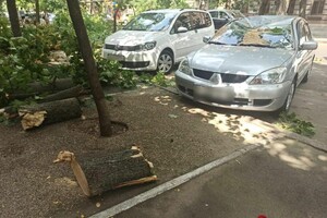 Подул ветерок: в центре Одессы массивная ветка раздавила два авто