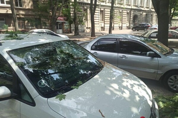 Подул ветерок: в центре Одессы массивная ветка раздавила два авто