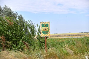 Экологическая катастрофа: одесские экологи обеспокоены массовым мором рыбы