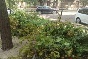 Подул ветерок: в центре Одессы массивная ветка раздавила два авто