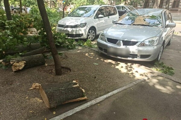 Подул ветерок: в центре Одессы массивная ветка раздавила два авто