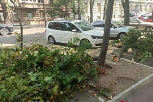 Подул ветерок: в центре Одессы массивная ветка раздавила два авто