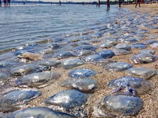 «Прекрасна погода й жахливе море»: туристи показали ситуацію на пляжах у Кирилівці
