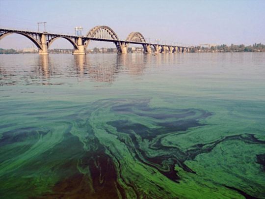 «Водорості — хоч на хліб намазуй»: в «Київводоканалі» пояснили моторошне стан «квітучого» Дніпра