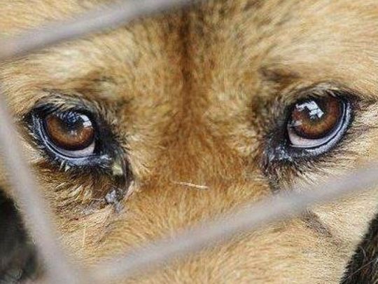 Зеленський узаконив покарання за жорстоке поводження з тваринами: що чекає живодерів