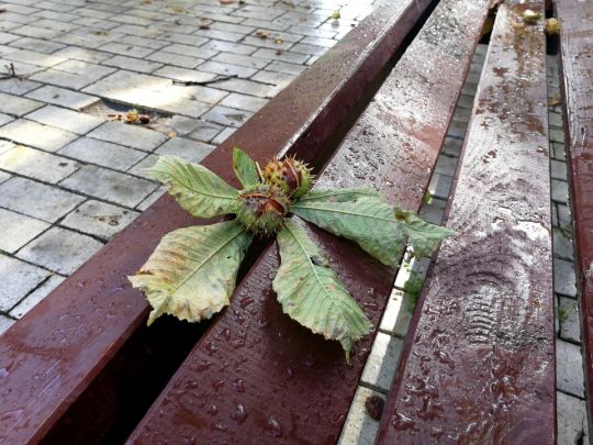 Після дощового фронту в Україні усталиться спокійна погода: коли настане бабине літо