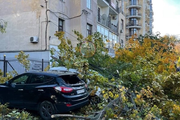 Падают деревья: в Одессе объявили штормовое предупреждение