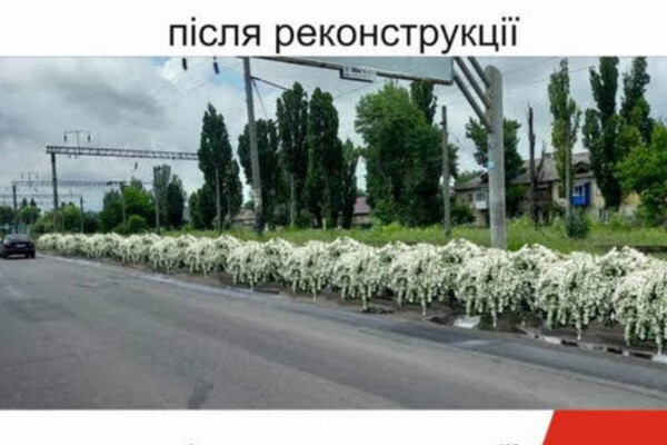 Будут радовать глаз: на въезде в Одессу высадят 16 тысяч кустов спиреи