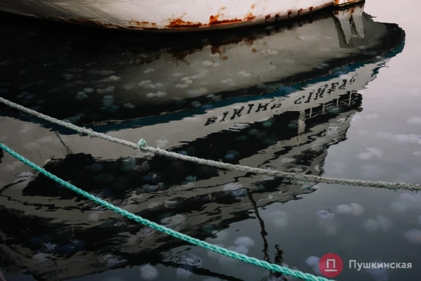Полчища медуз и нежный закат: фоторепортаж с одесского морвокзала