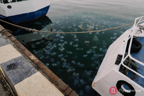 Полчища медуз и нежный закат: фоторепортаж с одесского морвокзала