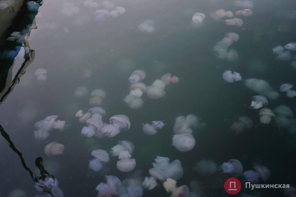 Полчища медуз и нежный закат: фоторепортаж с одесского морвокзала