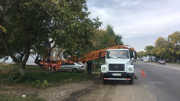 У въезда в Одессу высаживают живую изгородь из спиреи
