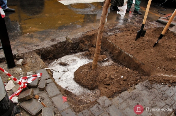 У одесского «Привоза» высадили первые 28 акаций из обещанной мэром тысячи. Фото