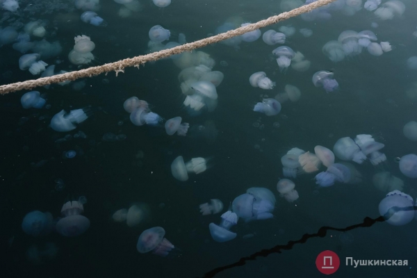 Полчища медуз и нежный закат: фоторепортаж с одесского морвокзала