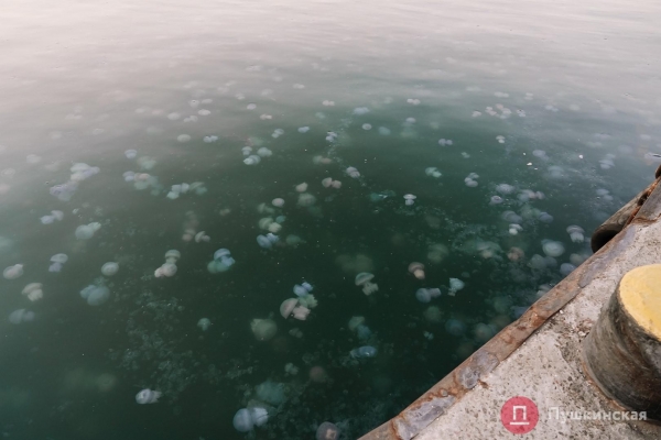 Полчища медуз и нежный закат: фоторепортаж с одесского морвокзала