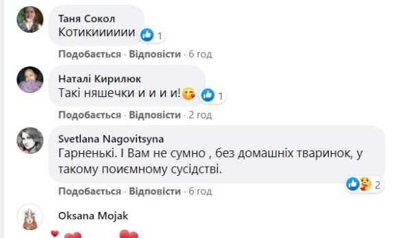 «Антарктичні котики-няшечки»: біля української станції «Академік Вернадський» народилися тюленята Краля і Пенола