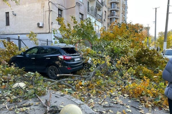 Падают деревья: в Одессе объявили штормовое предупреждение