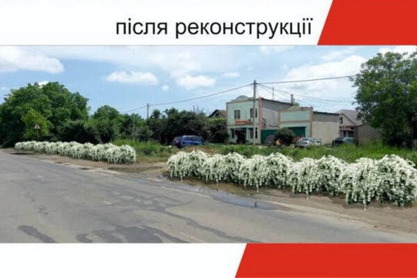Будут радовать глаз: на въезде в Одессу высадят 16 тысяч кустов спиреи