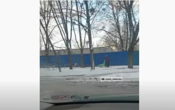 В Харькове на видео попала женщина на санках, запряженных собаками