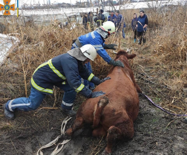 В Измаиле упала в яму корова — на выручку приехали девять спасателей 