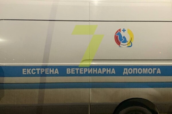 На Фонтане ловили двух алабаев, которые покусали людей: их временно усыпили