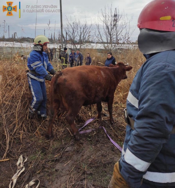 В Измаиле упала в яму корова — на выручку приехали девять спасателей 