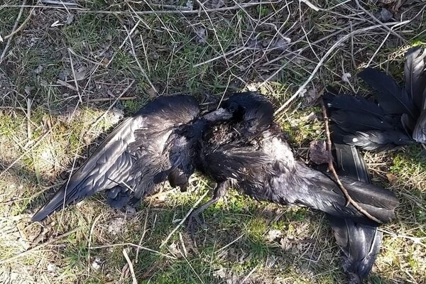 В Одесской области зафиксировали массовую гибель грачей