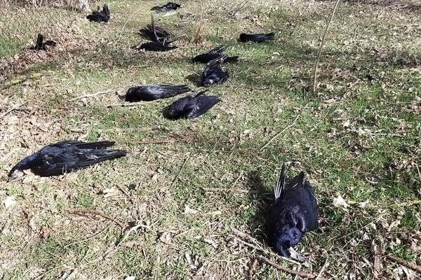 В Одесской области зафиксировали массовую гибель грачей