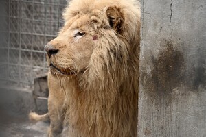 В Одессу привезли двух белых львов их Харьковского экопарка, который обстреляли оккупанты