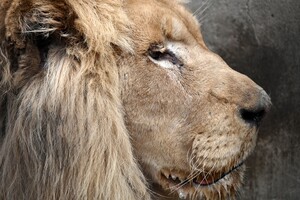 В Одессу привезли двух белых львов их Харьковского экопарка, который обстреляли оккупанты