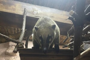 Арт-выставка военной сатиры и праздник в зоопарке: куда пойти в Одессе на этих выходных