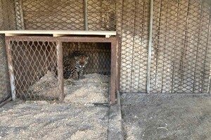 Из зоопарка в Одесской области эвакуировали хищников