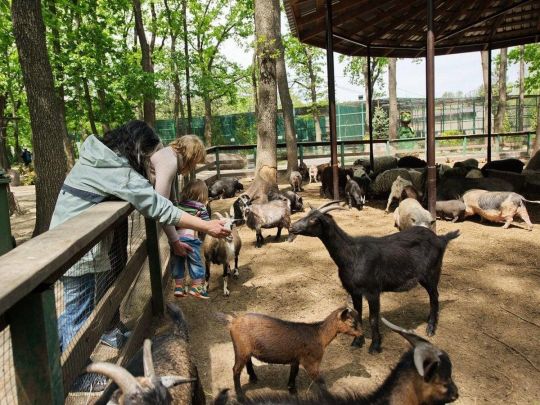 Хижаків доведеться приспати: ситуація в екопарку під Харковом критична через постійні обстріли рашистів