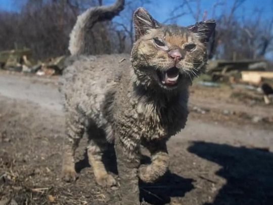 Котика, який сильно постраждав від обстрілу рашистів, врятували: історія вірусного фото