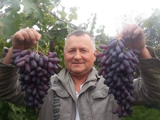 «Після перемоги готуватимемо вино»: як отримати щедрий урожай винограду