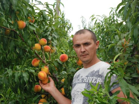«Персик не любить вологі, бідні та холодні ґрунти»: як виростити смачні та соковиті плоди