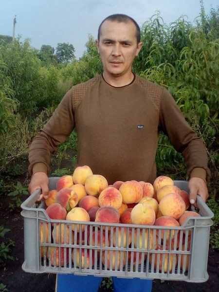 «Персик не любить вологі, бідні та холодні ґрунти»: як виростити смачні та соковиті плоди